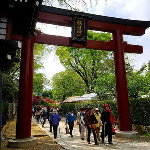 nezu01.jpg